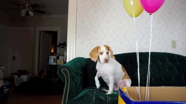 Dog Surprised with Balloons: Cute Dog Maymo