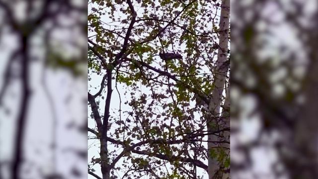 Большие, маленькие, залётные. Каких птиц можно встретить в Южно-Сахалинске?