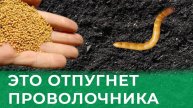 ПРОВОЛОЧНИК БЕЖИТ КАК ОТ ЯДА! 🚫🐛 Это средство УНИЧТОЖАЕТ вредителя за 24 часа!