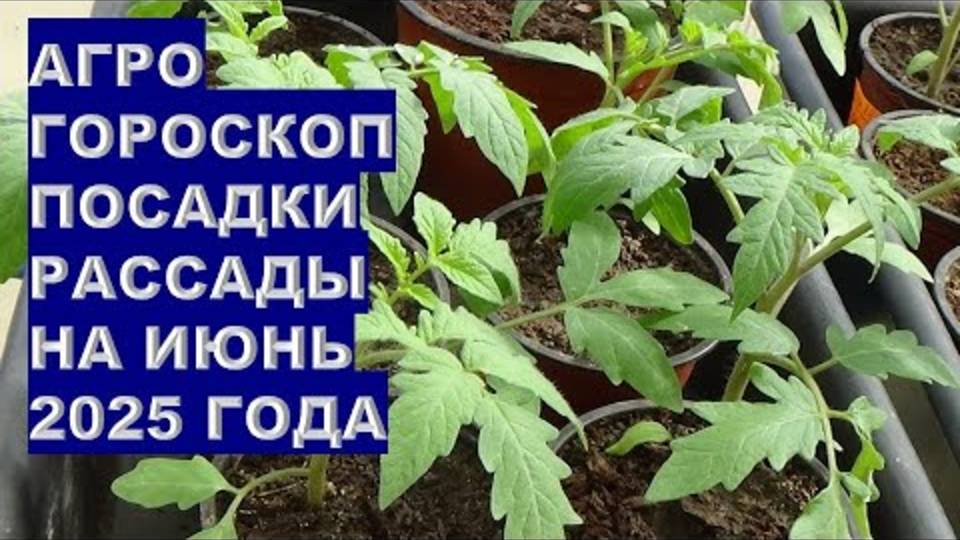 АГРОГОРОСКОП НА ИЮНЬ 2025 РАСКРЫЛ ТАЙНЫ! 🌱 Сажайте ЭТИ культуры – и будете с урожаем!