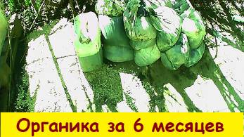 Органика за 6 месяцев