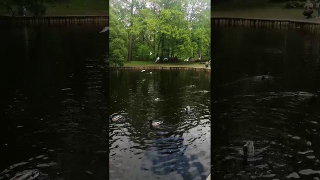 Забавные уточки в Питерском парке