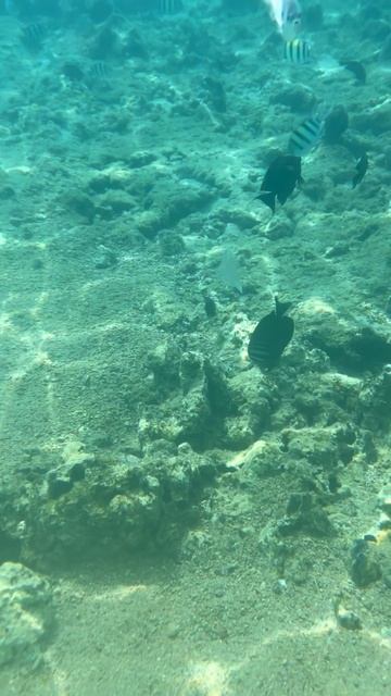 Подводный мир Красного моря
