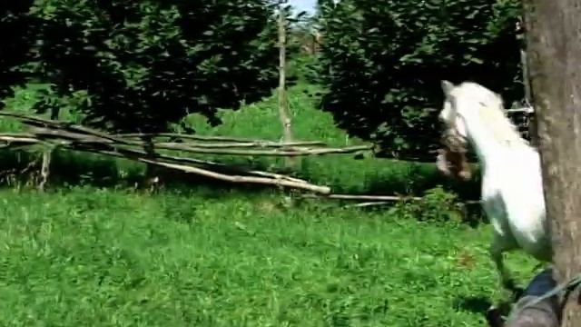 Lipicaner u Novim Karlovcima, Krivaja