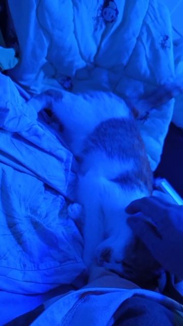 💞Обе девчонки были укотовлены Юлией в разное время. Обе пережили немало всего в своих недолгих жизн