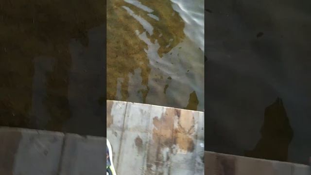 мой друг Мирон Варфоломей
