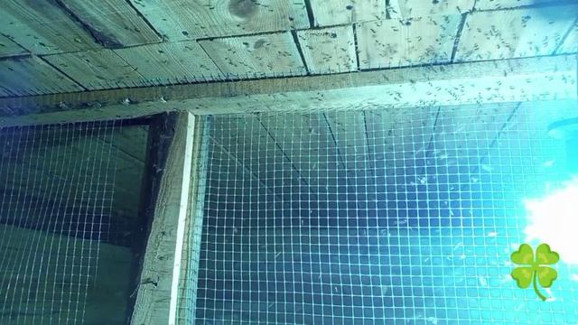 Нашествие комаров . Спасаем курятник 🐓🐓🐓🐓🐓🐓