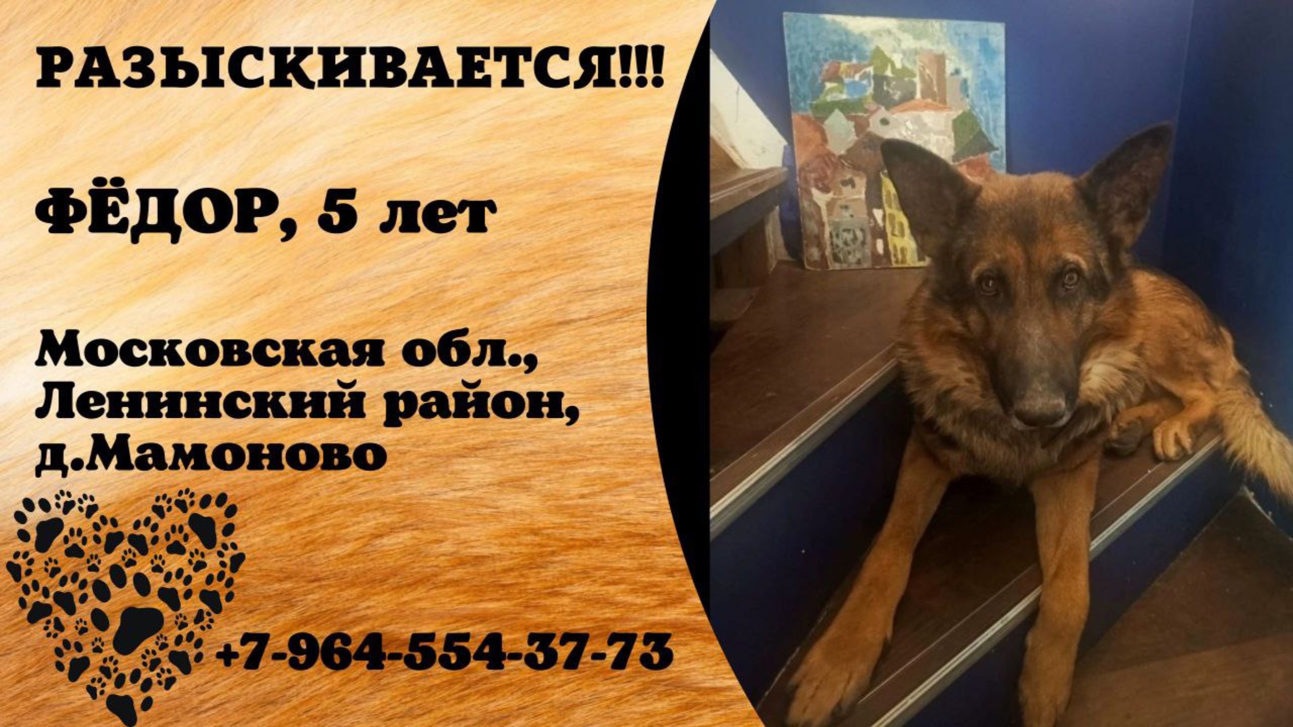 Пропала собака! ФЁДОР, 5 лет. Московская обл., Ленинский р-н, д.Мамоново.