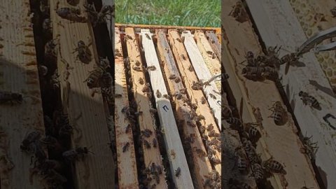 Ярославский майский мëд!!!