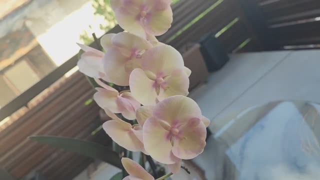 #106 ОрхоVLOG Красавец распустился😍💞💓