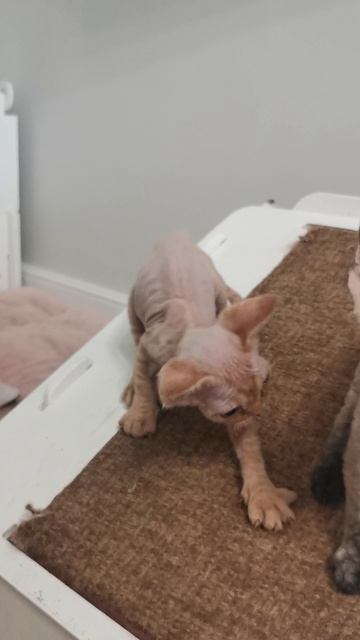The boy Tywin ("VELVET ELVES" Devon Rex Cattery)