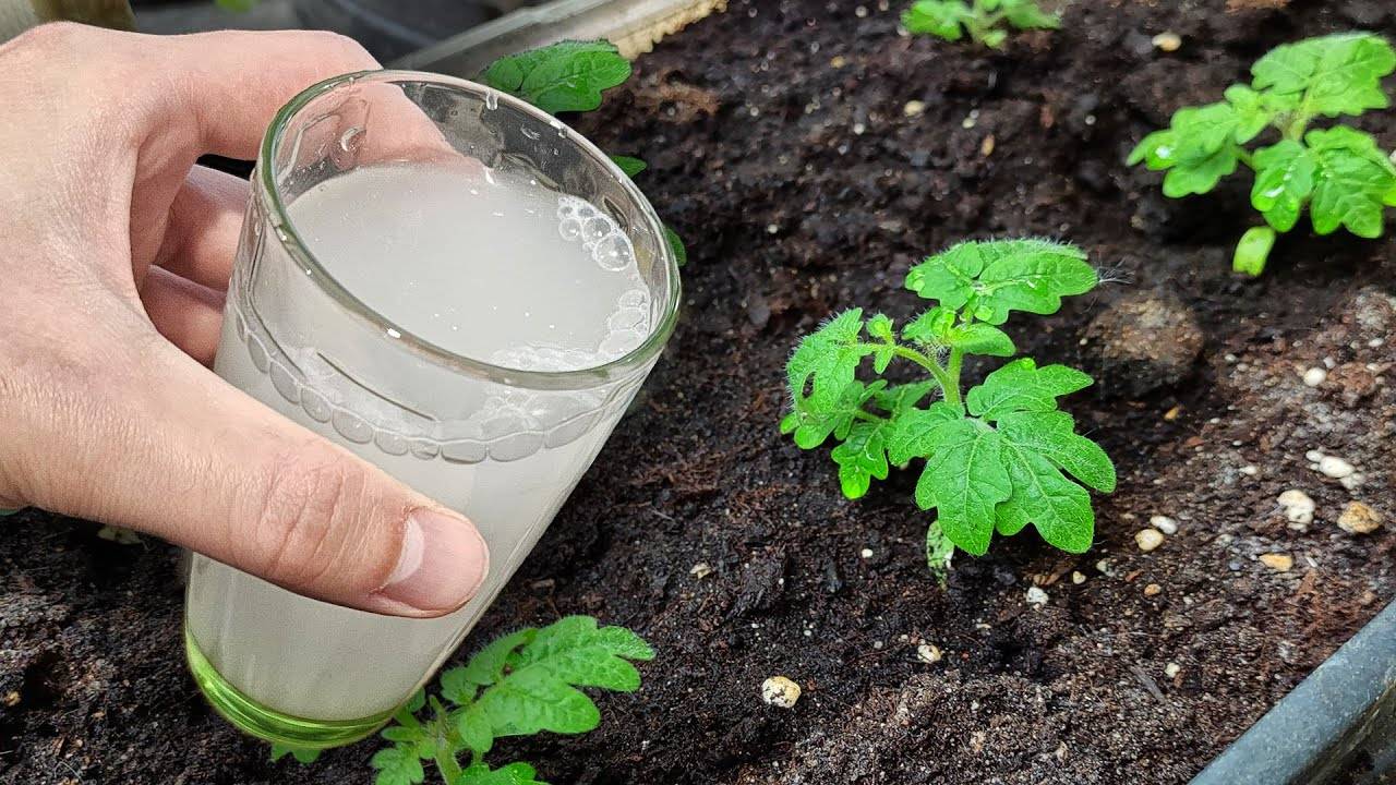 СРОЧНО! Рассаду полейте этим, растёт крепкая низенькая урожайная, от вытягивания рассады!