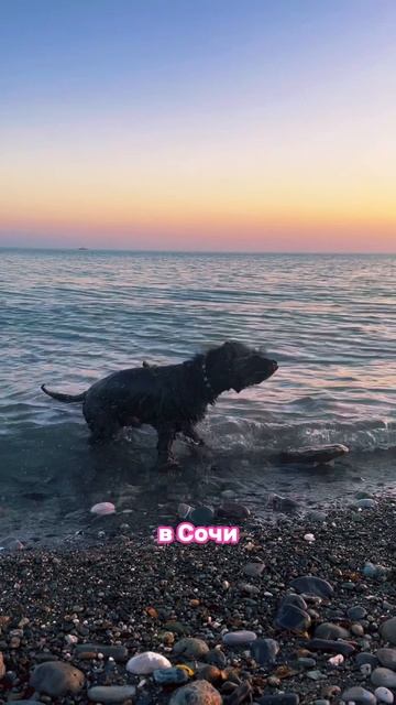РОВНО НЕДЕЛЯ до релиза «Летим в Сочи»!