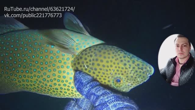 НОЧНАЯ ПОДВОДНАЯ ОХОТА ЭПИЗОД 961 ОХОТА НА РЫБУ НОЧЬЮ