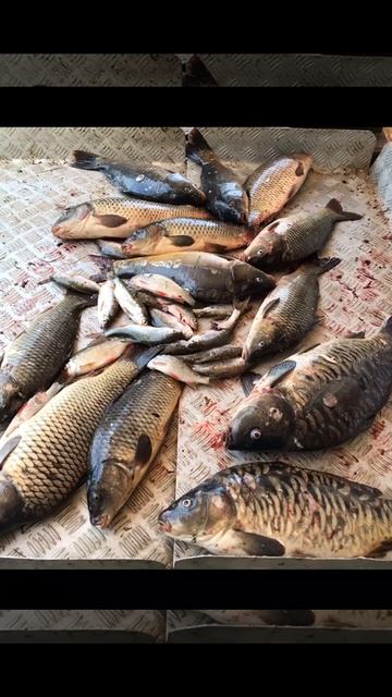 уловы рыбаков в Рыбин Гуде