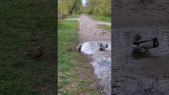 утиные танцы 🦆🦆😁