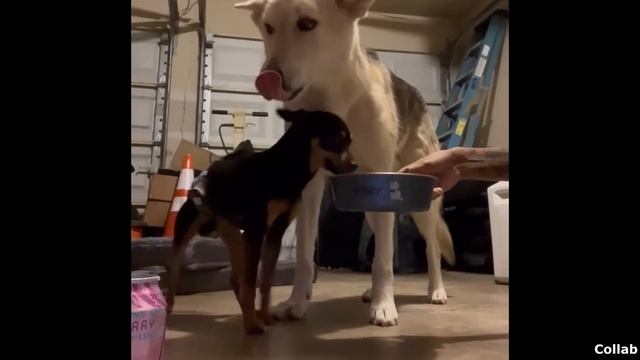 Best Dog Videos of the Decade