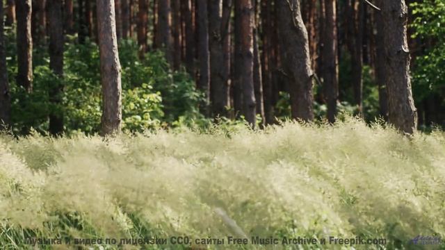 Это видео создано для жителей 3023 года - но доступно вам сейчас! - Red Skies -- HoliznaCC0 -- ChipT
