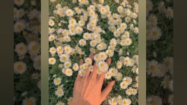 (✿)🪶целебные растения для начинающих травниц🌼❀*･✧