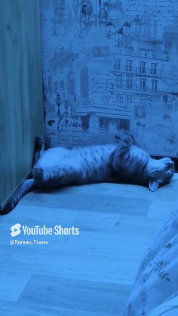кот с гулянки вернулся 😁😁😁 #юмор #смешно