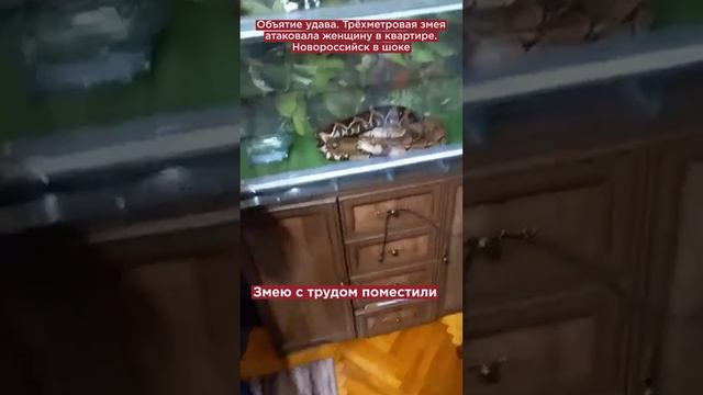 Объятие удава. Трёхметровая змея атаковала женщину в квартире. Новороссийск в шоке