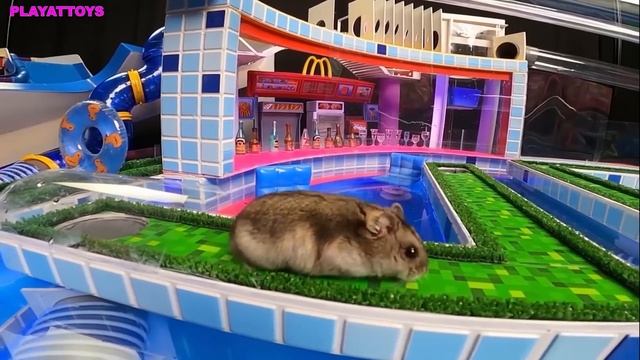 ХОМЯЧИЙ АКВАПАРК | ВОДНАЯ МЕГГА ТРАССА ДЛЯ ХОМЯКА