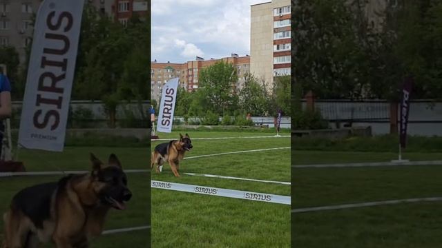 ЮНИОРЫ КОБЕЛИ / КЧК УФА 17 мая`25 Н.Морева Моно немецких овчарок