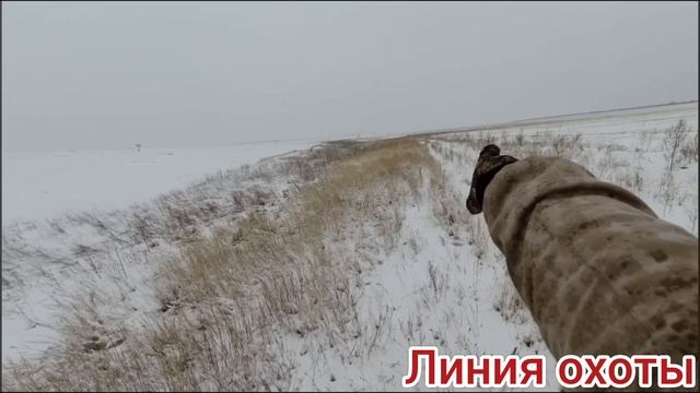 Охота на зайца "лучшие моменты сезона 2024-2025г."