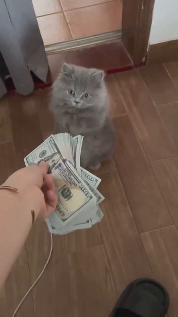 Кото зарплата