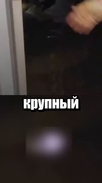 i11ushenka (112)