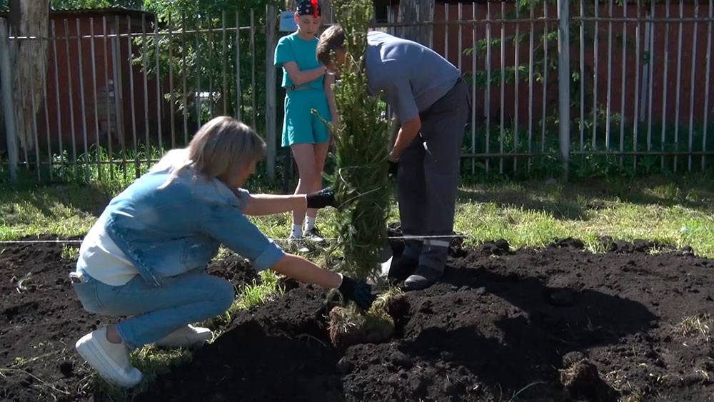 Деревья Победы