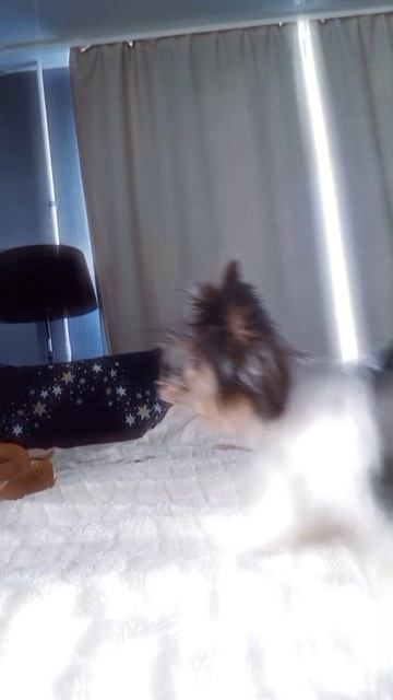 хэлю отдали бабушке сами едем на дачу 😊