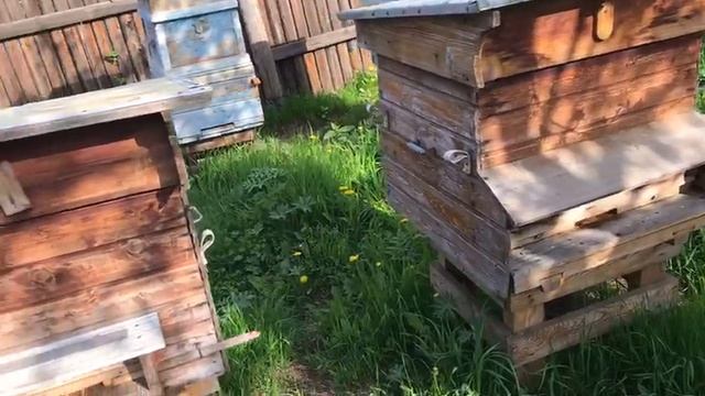 30 МАЯ, ЖАРА НА ПАСЕКЕ У ДОМА, ОТКРЫВАЮ ВЕРХНИЕ ЛЕТКИ