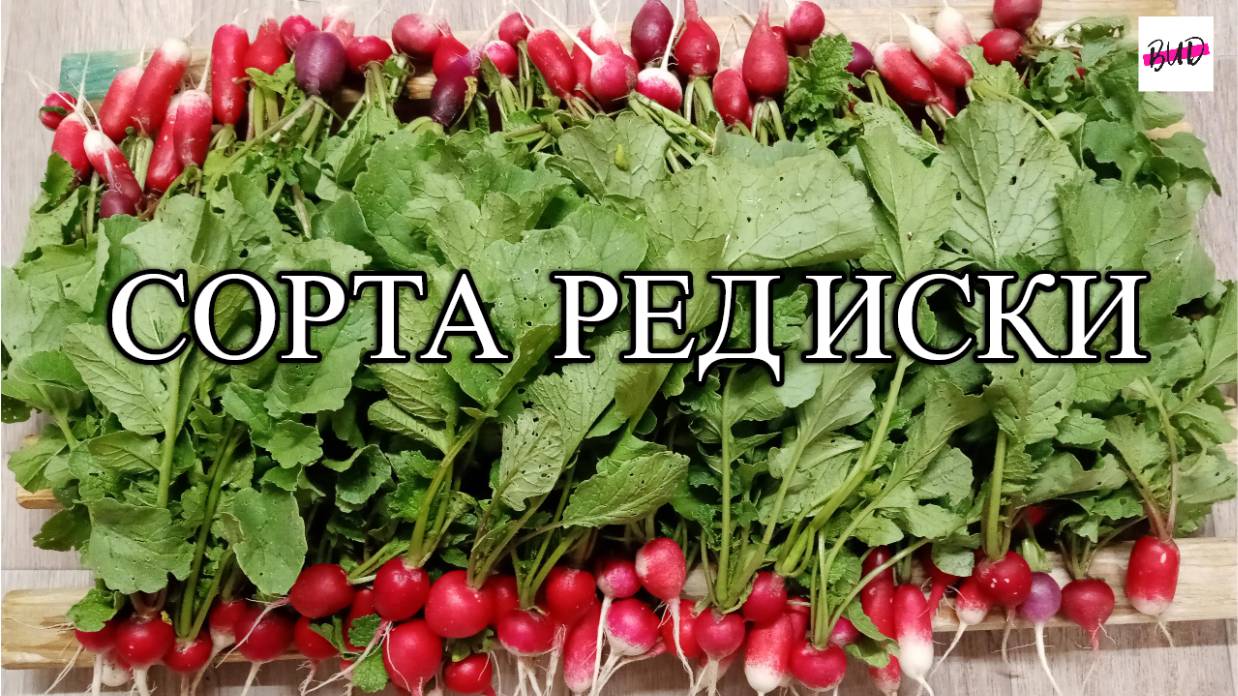 СОРТА РЕДИСКИ 2025 ГОДА.