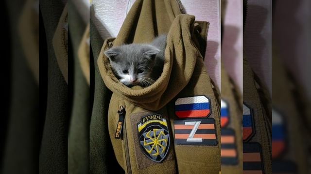 Котейка-комуфляжка