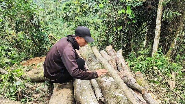 Build a cozy simple shelter under a fallen tree ｜ solo survival