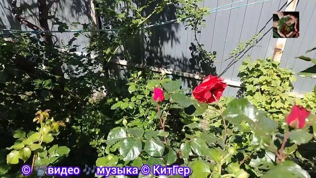Кустовая зацвела