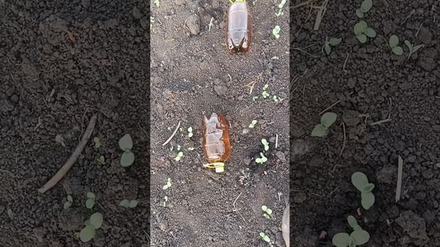1000631881.mp4