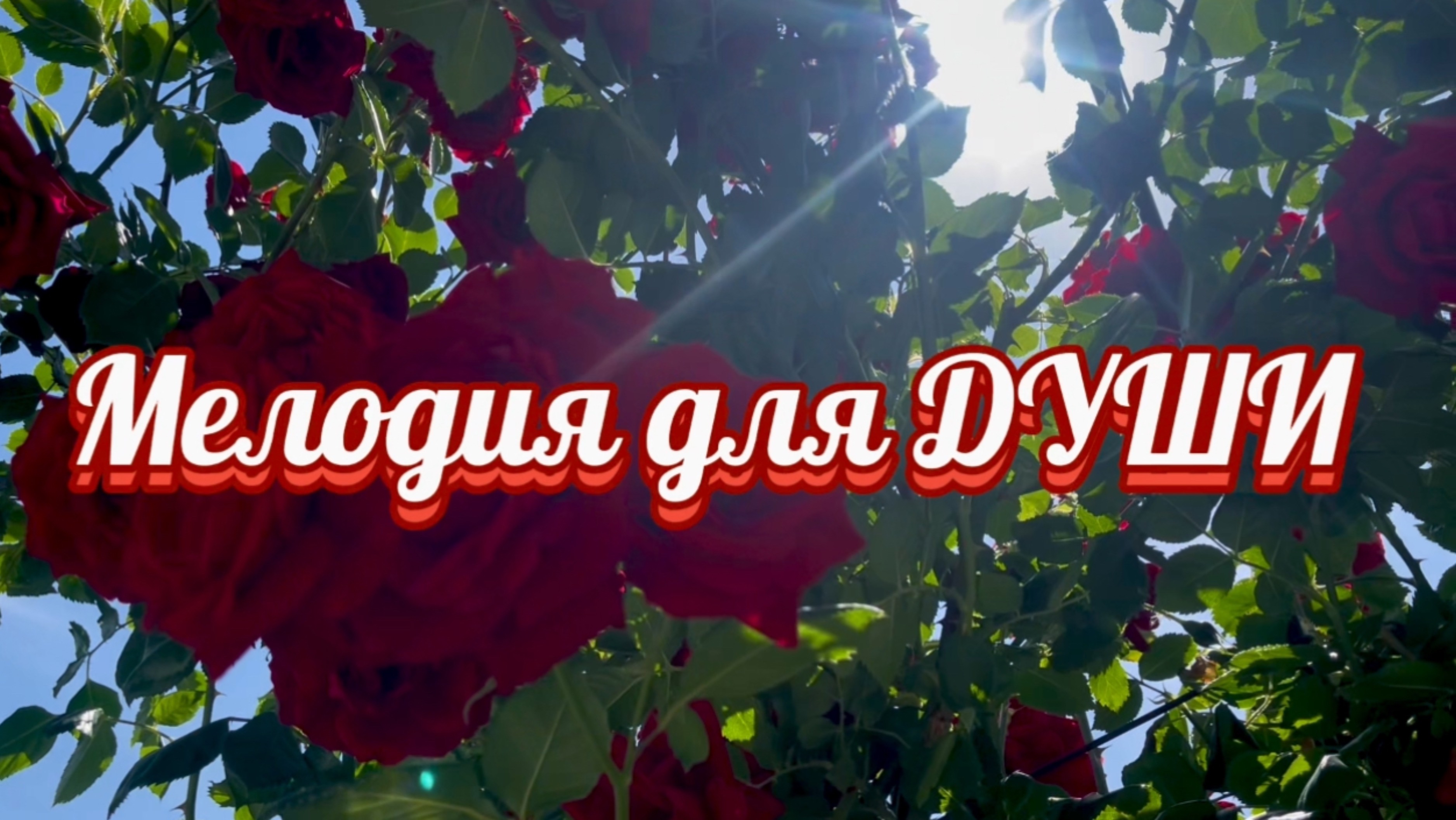Мелодия для души, только розы