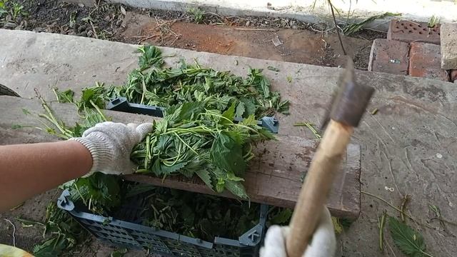 Кошу газон. Заготавливаю крапиву для компоста.
