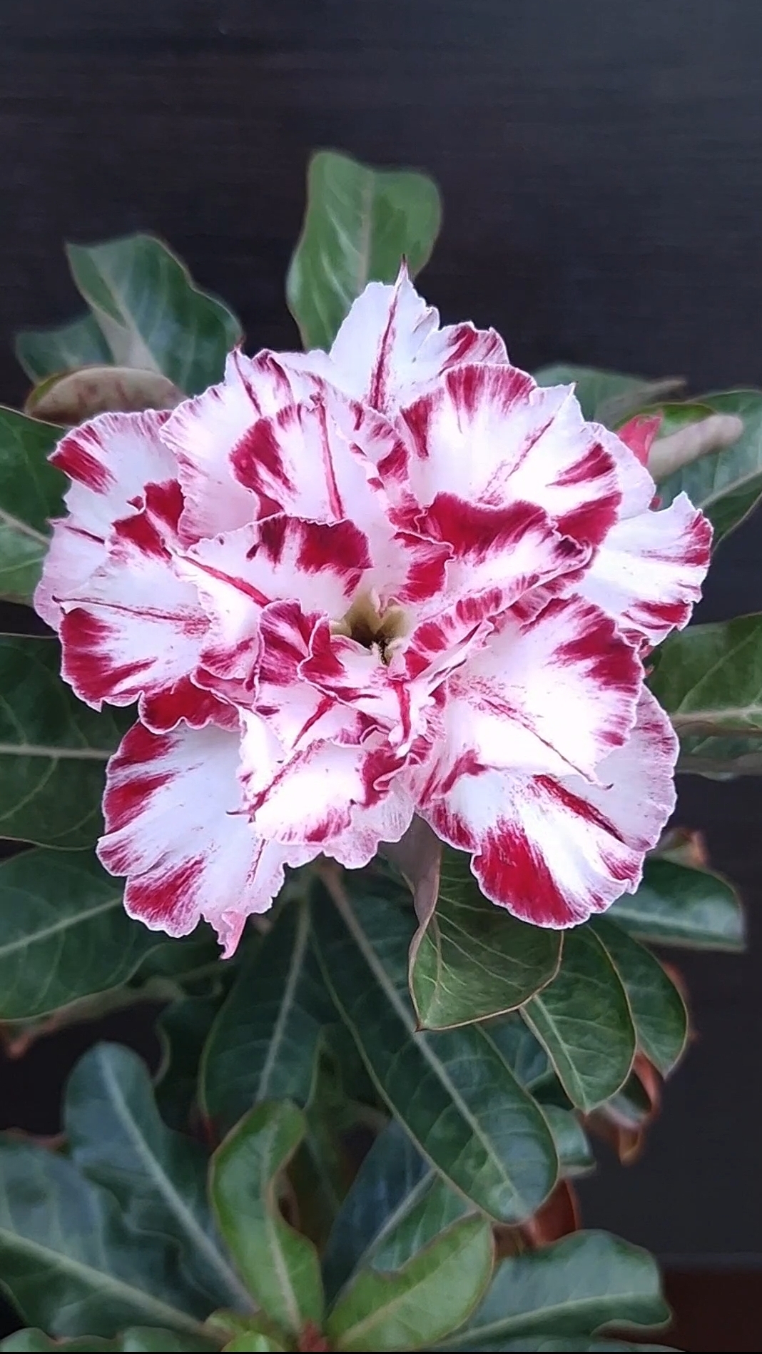 Адениум Black Amaryllis mut🫶