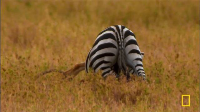 African Predators Fight to the Death (Full Episode) | Cat Wars: Lion vs. Cheetah | Nat Geo Animals