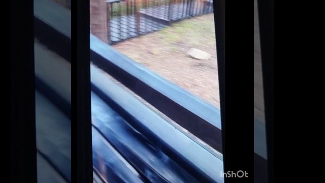 БУРЯТСКИЙ БЭЛКА ГОЛОДНИЙ 😥😥😥😥😥