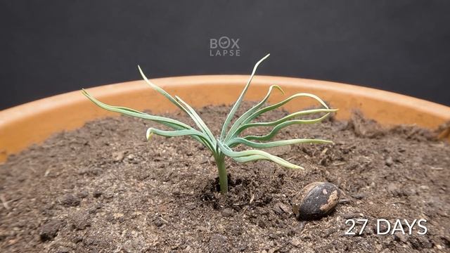 Pine Tree Time-lapse 300 Days