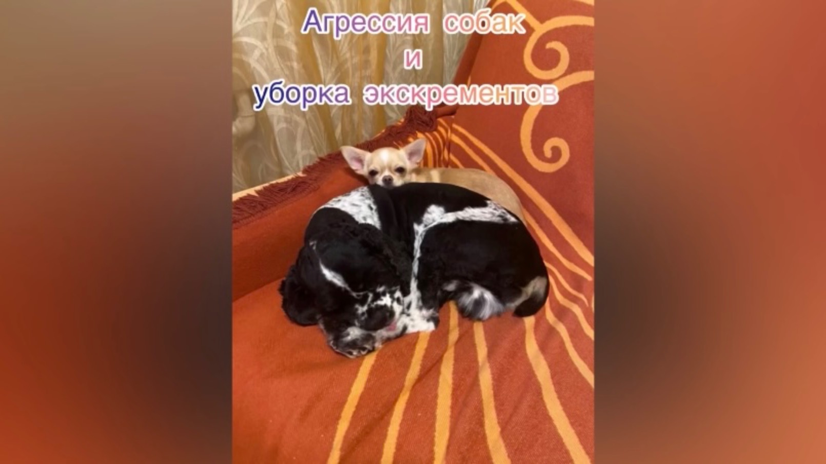 Агрессия собак и уборка экскрементов.