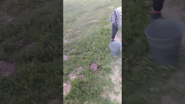 жизнь в деревне.доим коров.кормим телят.несем молоко.