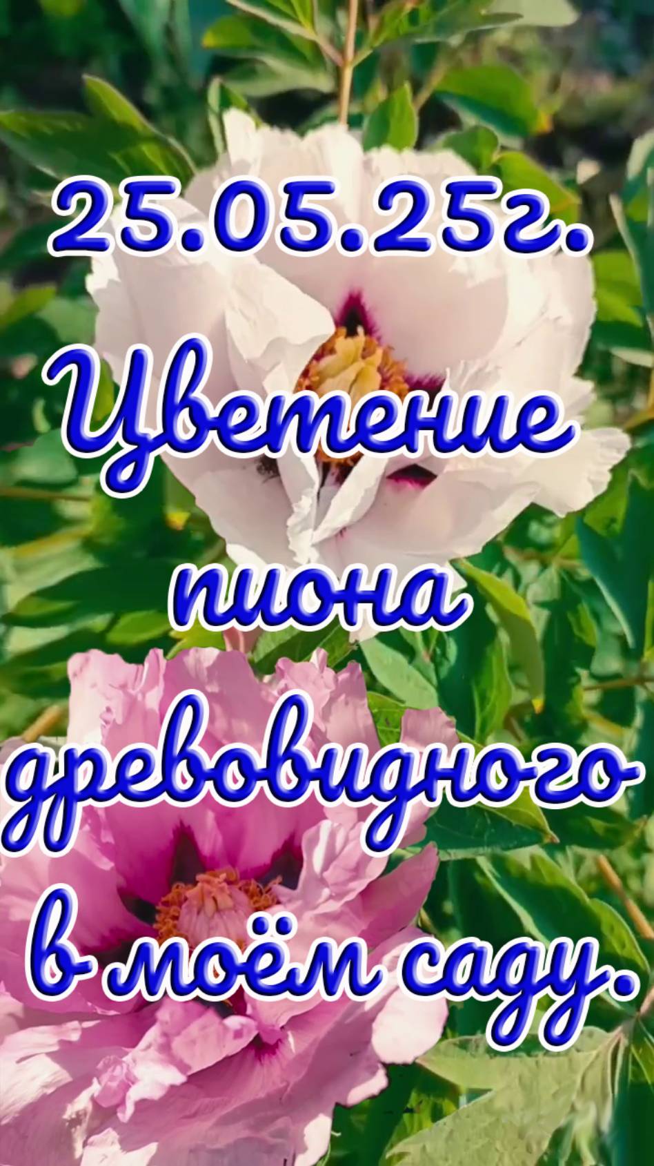 25.05.25г. Цветение пиона древовидного с белыми и розовыми цветками.