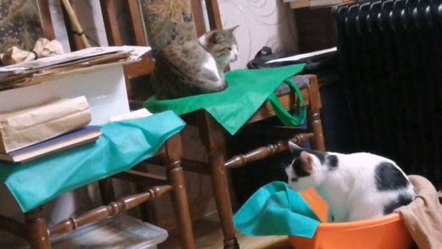 Когда незванный гость улегся спать в твоей квартире...
