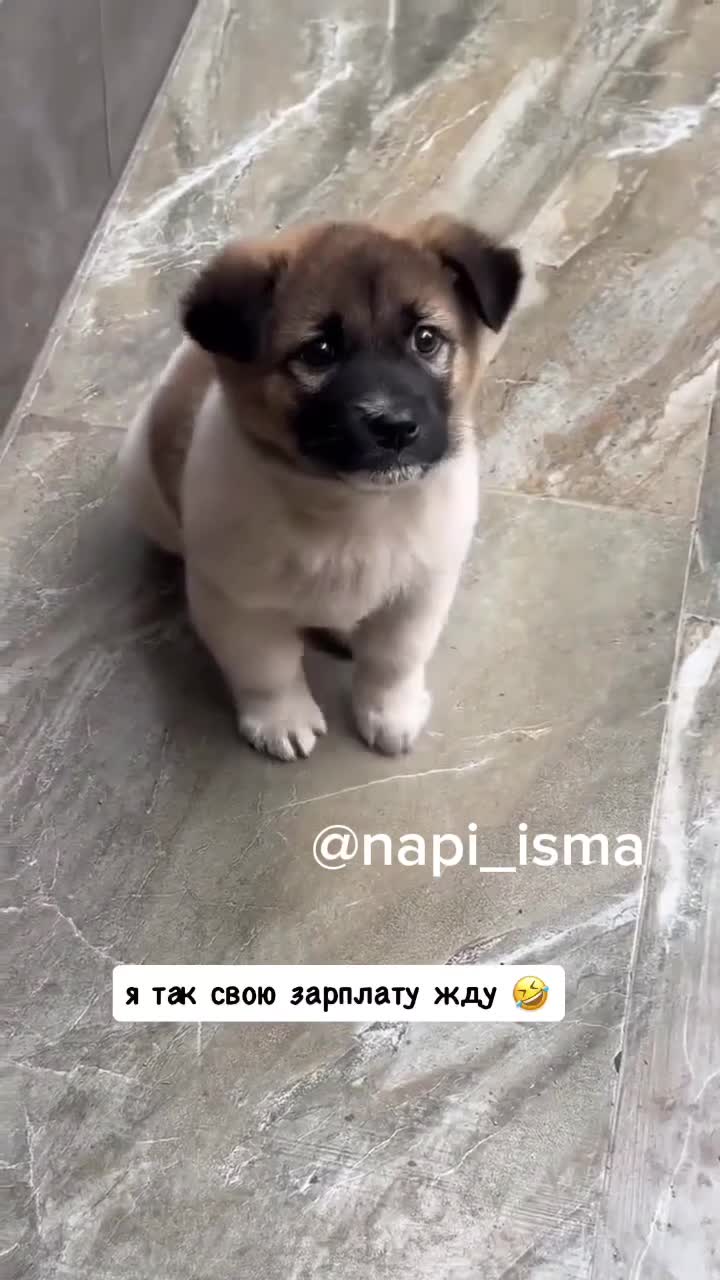 Щенок преступает лапками/ что-то просит 🐶