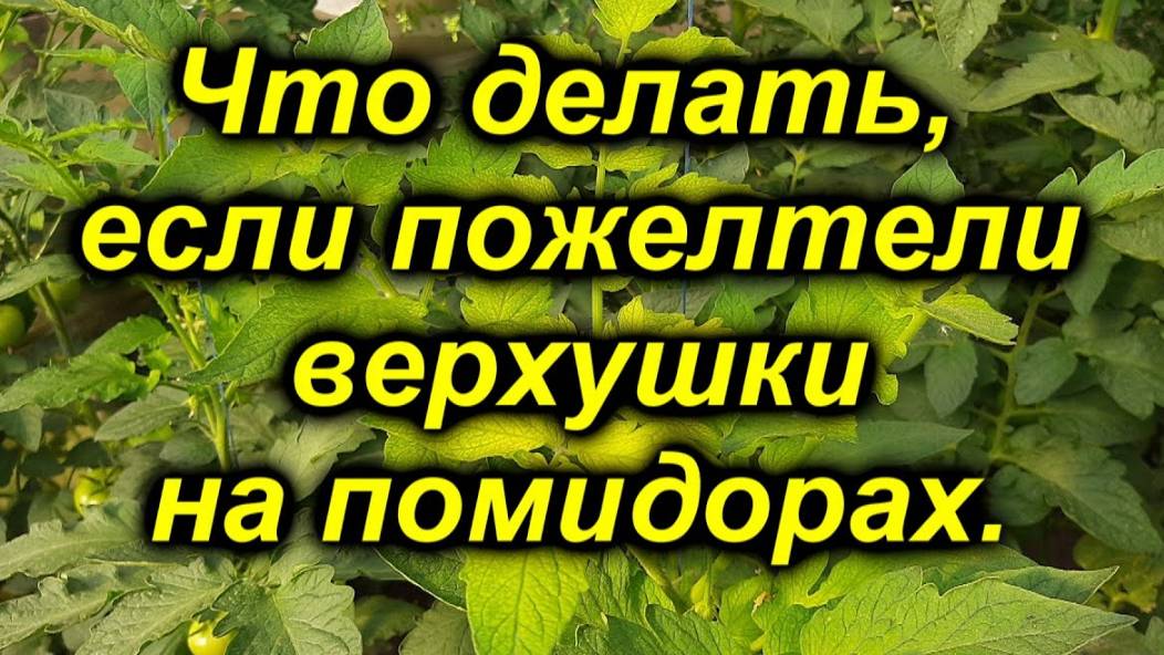 🍅 Почему желтеет верхушка у томатов? Срочное решение проблемы!